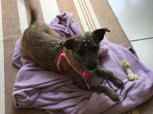 Cachorro ra a SRD idade 3 anos nome Amora 