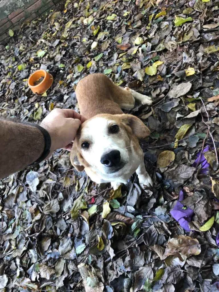 Cachorro ra a SRD idade 4 anos nome Gordo