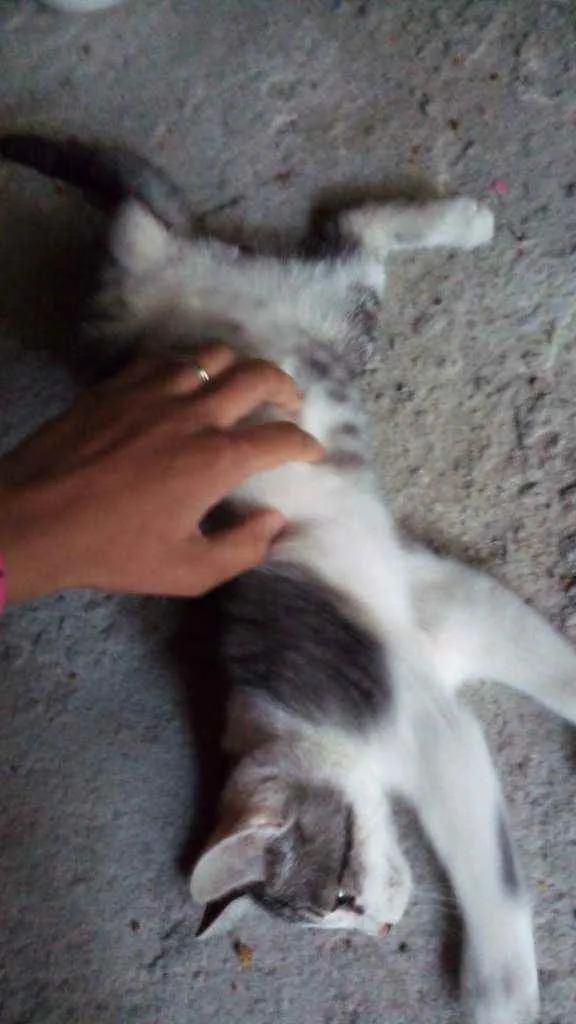 Gato ra a Não sabemos idade 2 a 6 meses nome Aquila e Meliodas