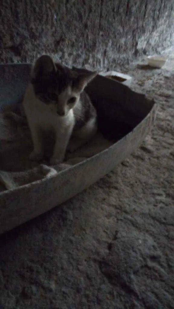 Gato ra a Não sabemos idade 2 a 6 meses nome Aquila e Meliodas