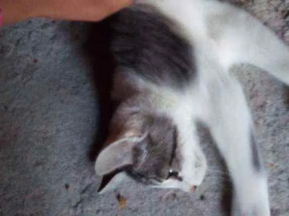 Gato ra a Não sabemos idade 2 a 6 meses nome Aquila e Meliodas