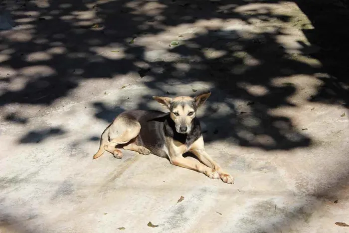 Cachorro ra a SRD  idade  nome Bia