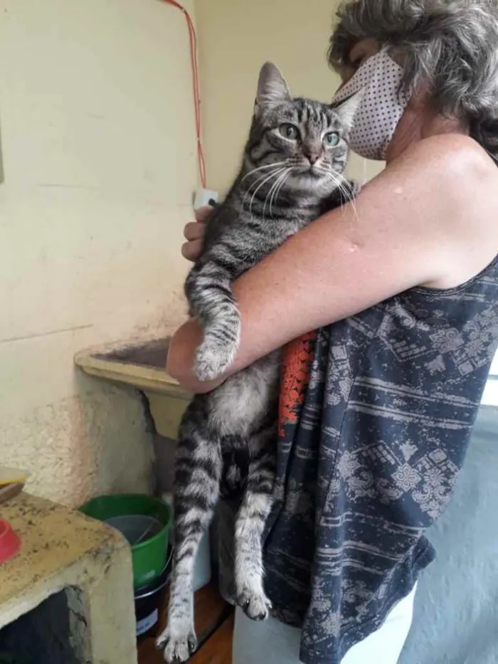Gato ra a SRD idade 1 ano nome Babi
