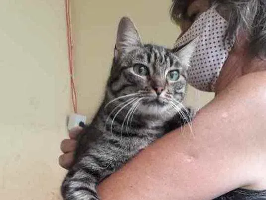 Gato ra a SRD idade 1 ano nome Babi