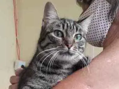 Gato ra a SRD idade 1 ano nome Babi