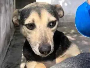 Cachorro raça SRD  idade  nome Bia