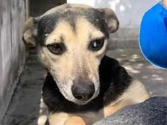 Cachorro ra a SRD  idade  nome Bia
