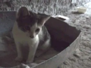 Gato raça Não sabemos idade 2 a 6 meses nome Aquila e Meliodas