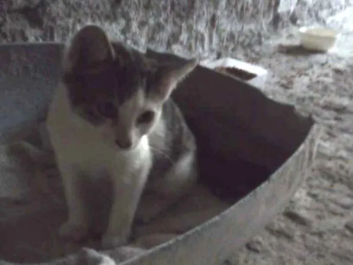Gato ra a Não sabemos idade 2 a 6 meses nome Aquila e Meliodas
