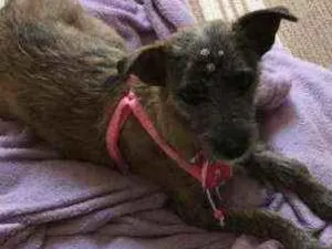 Cachorro raça SRD idade 3 anos nome Amora 