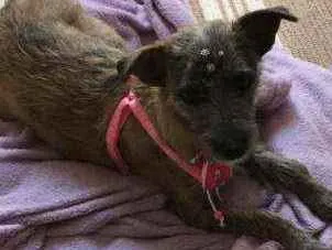 Cachorro ra a SRD idade 3 anos nome Amora 