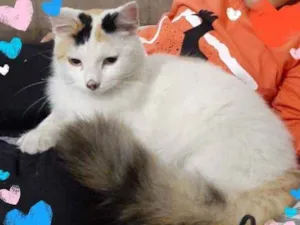 Gato raça Srd idade 7 a 11 meses nome Princesa