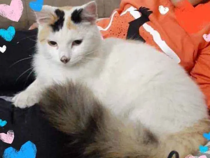 Gato ra a Srd idade 7 a 11 meses nome Princesa