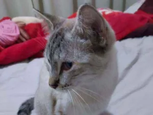 Gato raça Viralata idade 7 a 11 meses nome Branquela