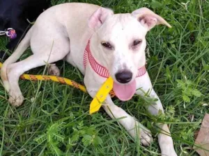 Cachorro raça Srd idade 7 a 11 meses nome Bolt