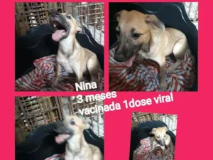 Cachorro raça Srd idade 2 a 6 meses nome Nina