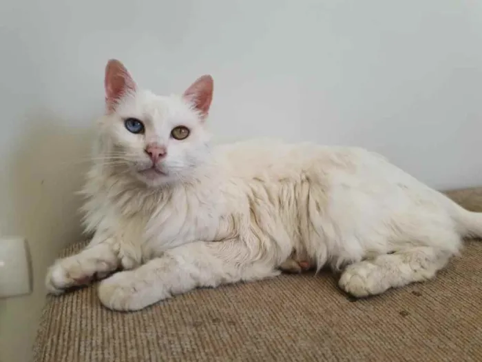 Gato ra a Angorá Turco idade 6 ou mais anos nome Brad