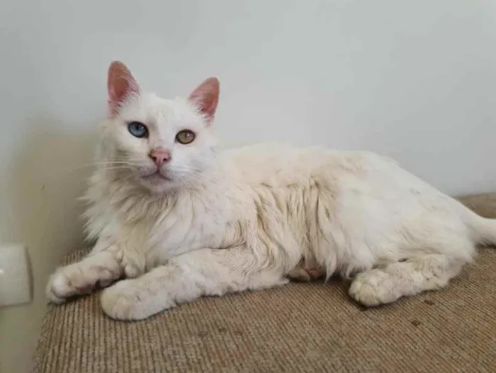 Gato ra a Angorá Turco idade 6 ou mais anos nome Brad