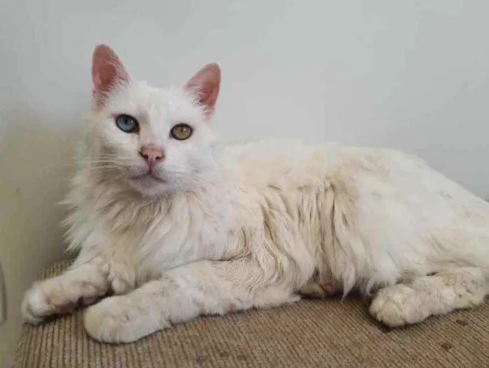Gato ra a Angorá Turco idade 6 ou mais anos nome Brad