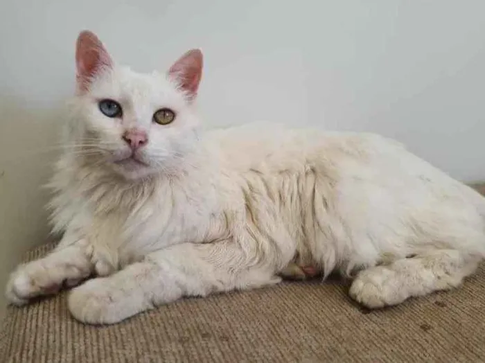 Gato ra a Angorá Turco idade 6 ou mais anos nome Brad