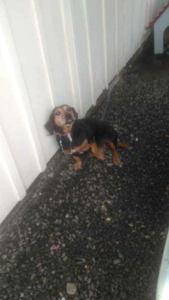 Cachorro ra a SRD parece um bace idade 6 ou mais anos nome Belinha