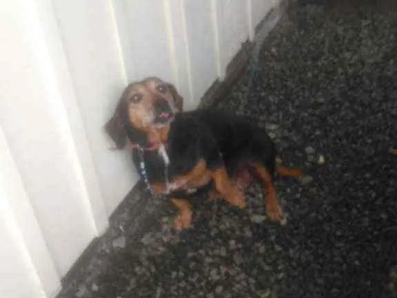 Cachorro ra a SRD parece um bace idade 6 ou mais anos nome Belinha