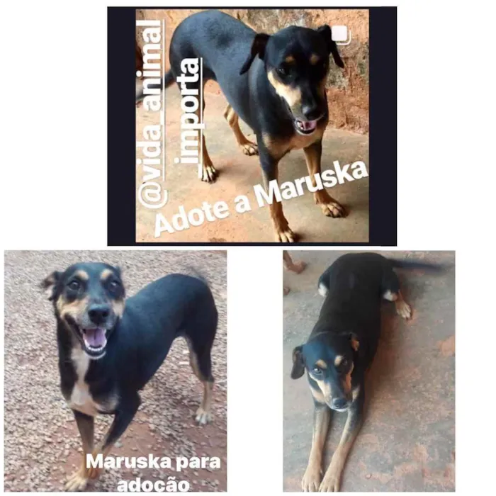 Cachorro ra a SRD idade 2 anos nome Maruska 