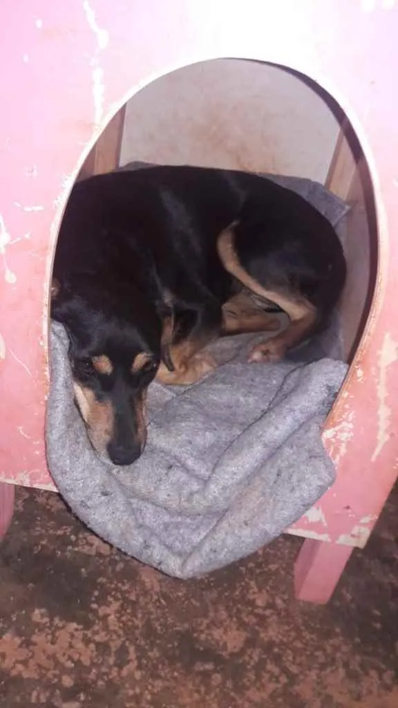 Cachorro ra a SRD idade 2 anos nome Maruska 