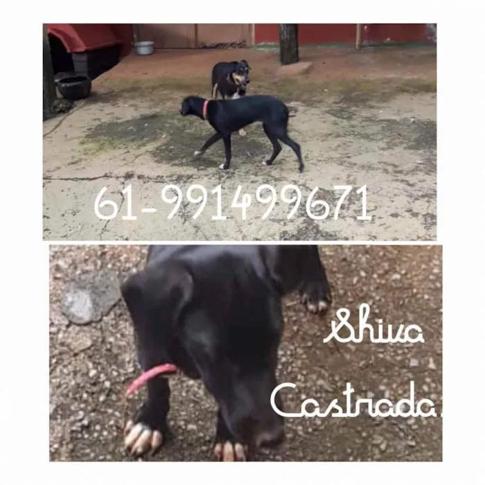 Cachorro ra a SRD idade 7 a 11 meses nome Shiva