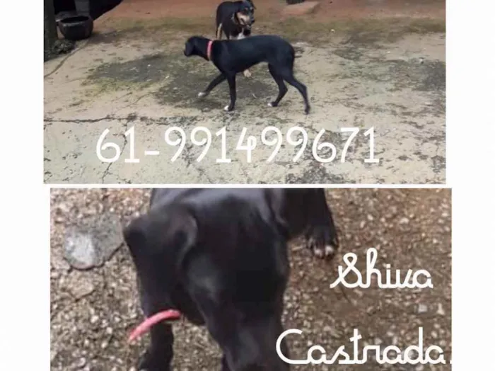 Cachorro ra a SRD idade 7 a 11 meses nome Shiva