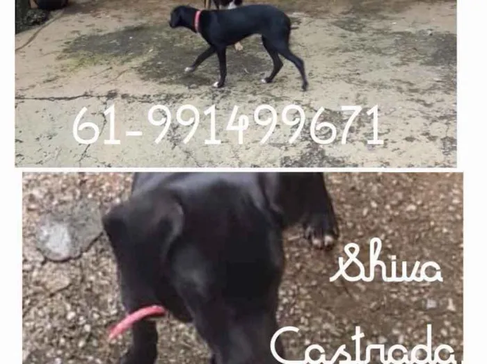 Cachorro ra a SRD idade 7 a 11 meses nome Shiva