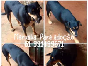 Cachorro raça SRD idade 2 anos nome Maruska 