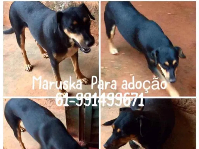 Cachorro ra a SRD idade 2 anos nome Maruska 