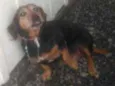Belinha
