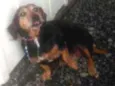 Belinha