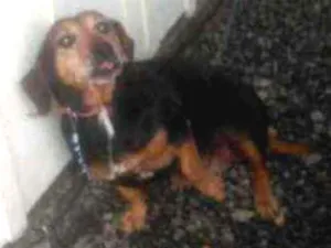 Cachorro raça SRD parece um bace idade 6 ou mais anos nome Belinha