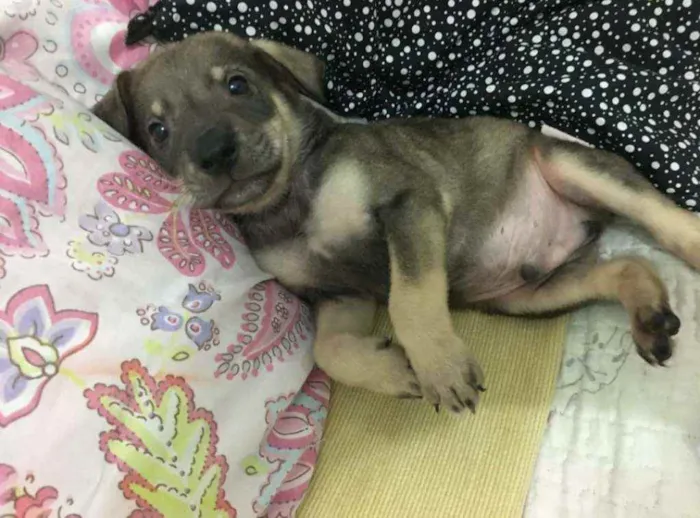Cachorro ra a SRD idade Abaixo de 2 meses nome Dino
