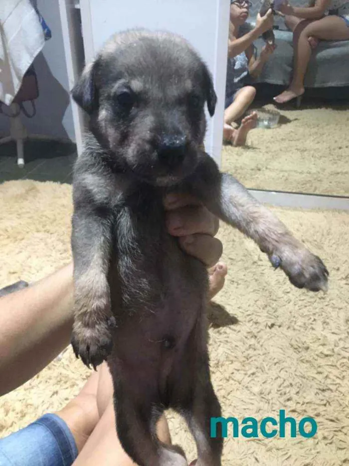 Cachorro ra a SRD idade Abaixo de 2 meses nome Dino