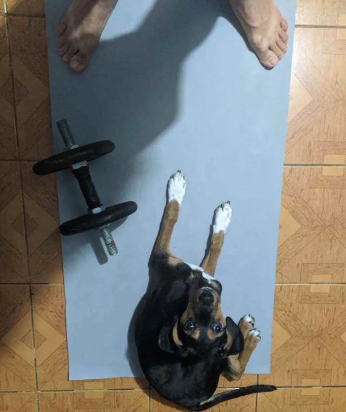 Cachorro raça Sem raça idade 2 a 6 meses nome Dolores