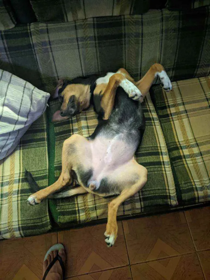 Cachorro raça Sem raça idade 2 a 6 meses nome Dolores