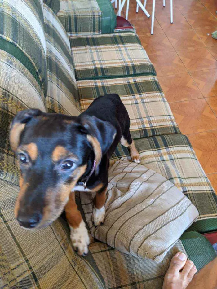 Cachorro raça Sem raça idade 2 a 6 meses nome Dolores