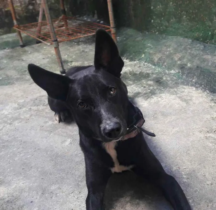 Cachorro ra a Mista idade 2 anos nome Bathima