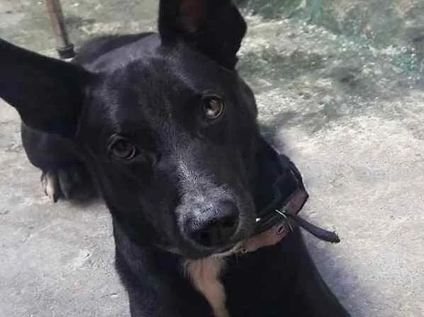 Cachorro ra a Mista idade 2 anos nome Bathima