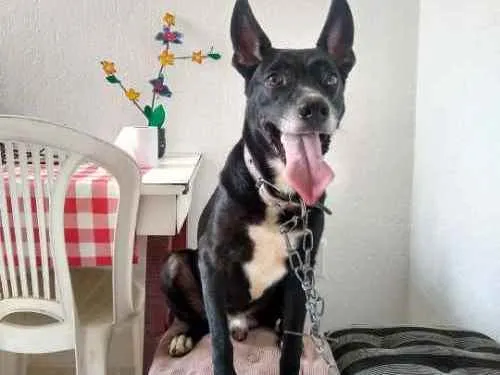 Cachorro ra a Mista idade 2 anos nome Bathima