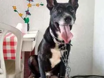 Cachorro ra a Mista idade 2 anos nome Bathima