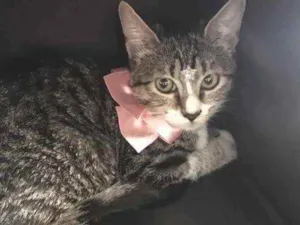 Gato raça SRD idade 2 a 6 meses nome Ivy 