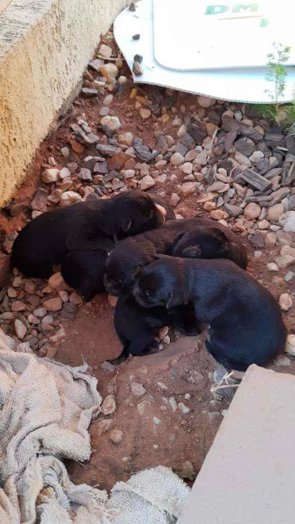 Cachorro ra a  idade Abaixo de 2 meses nome Sem nome