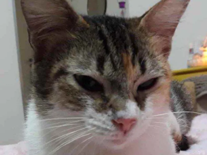 Gato ra a Tricolor  idade 2 a 6 meses nome Adoção urgente 
