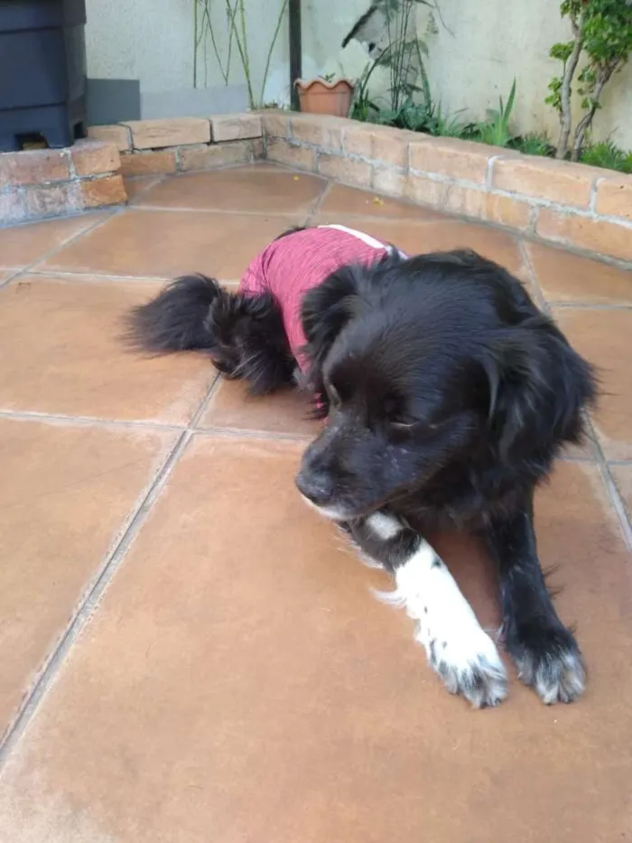 Cachorro ra a mix idade  nome JADE