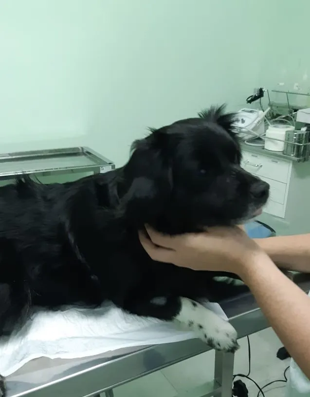 Cachorro ra a mix idade  nome JADE